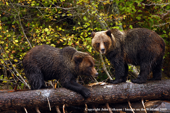 Brown/Grizzly Bear in habitat