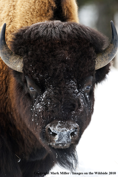 American Bison in winter habitat.