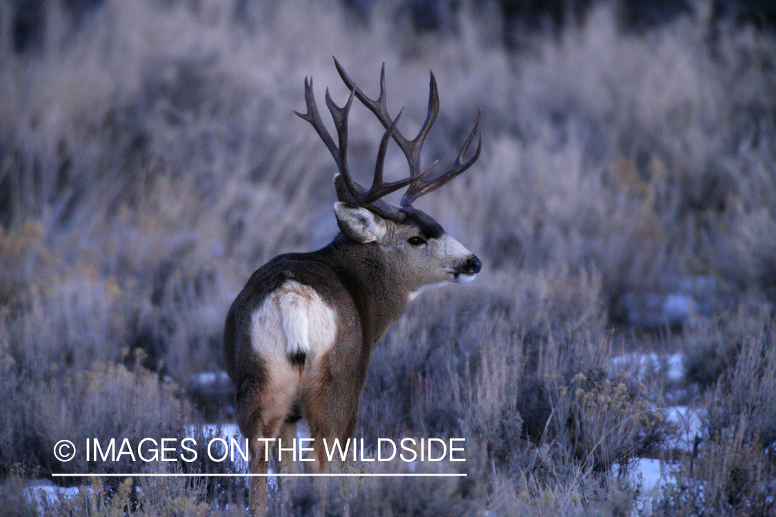 Mule deer in habitat