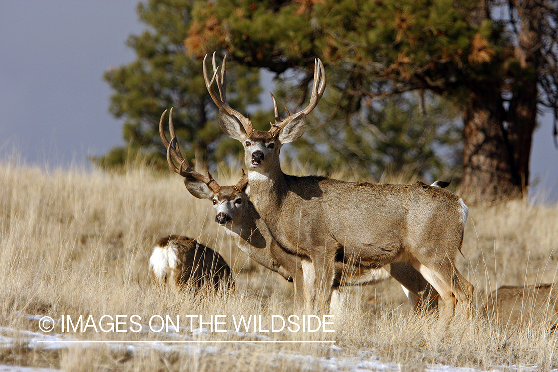 Mule deer 