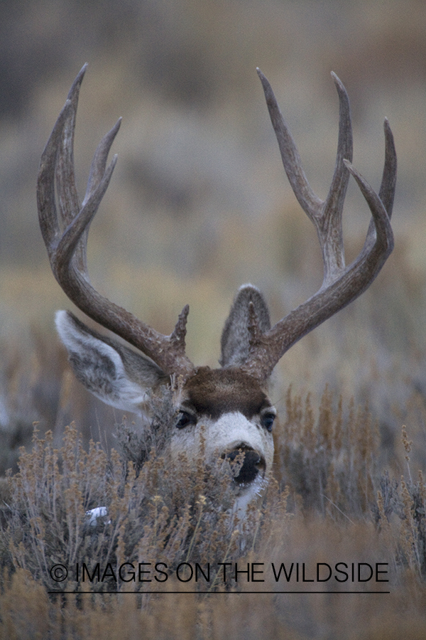 Mule deer 