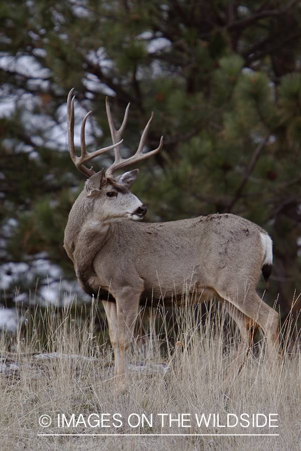 Mule deer buck in field.