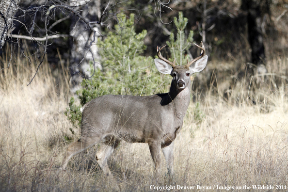 Coues white-tailed buck in field in Arizona. 
