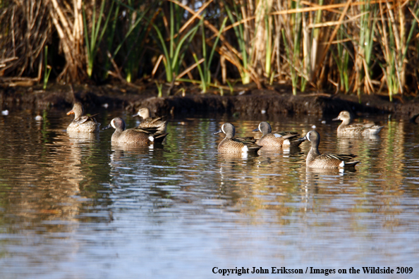 Blue-Winged Teal in habitat