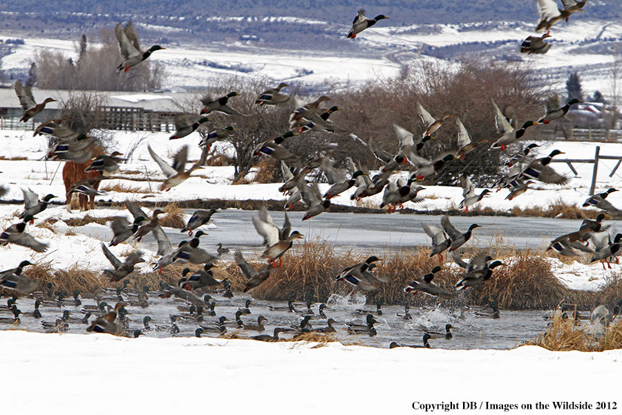 Large flock of Mallards in habitat.
