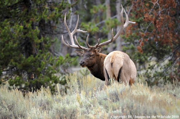 Rocky Mountain Bull Elk