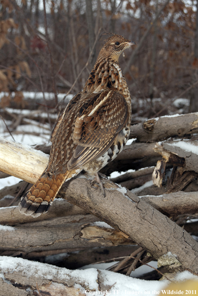 Ruffed Grouse in habitat. 