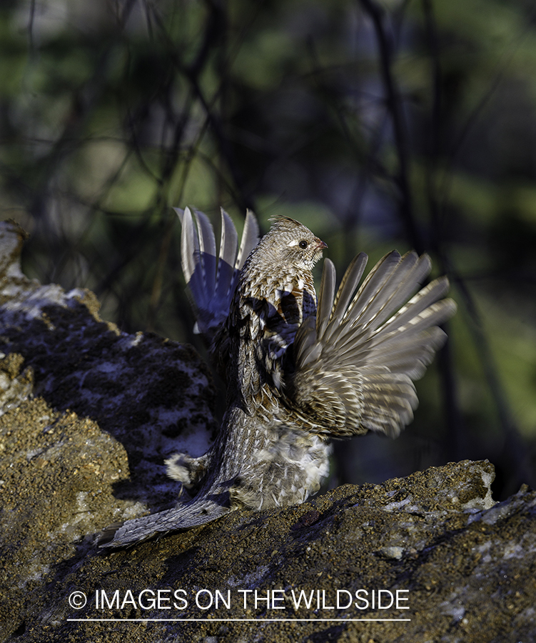 Ruffed Grouse