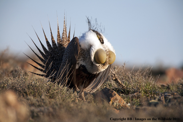 Sage Grouse displaying/strutting on breeding grounds