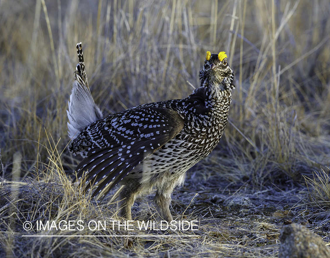 Sharp-tailed Grouse