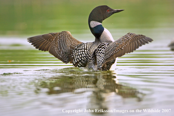 Loon displaying