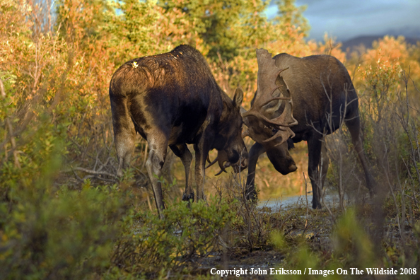 Bull Moose Fighting in Habitat