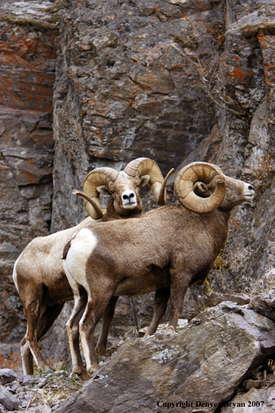 Rocky Mountain Big Horn Sheep