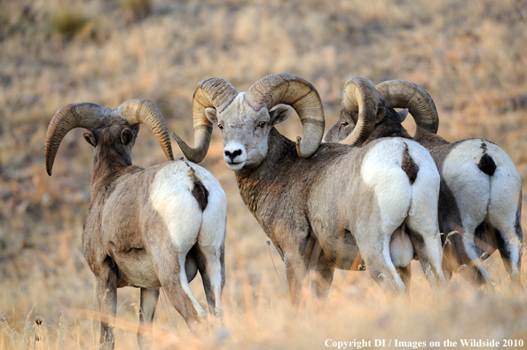 Rocky Mountain Bighorn Sheep in habitat. 