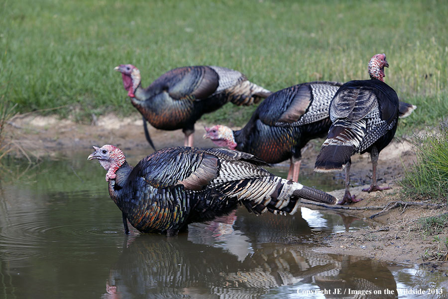 Rio Grande Turkeys in habitat. 