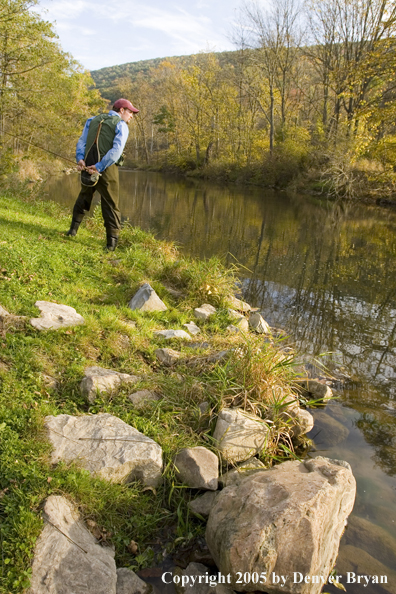 Flyfisherman scanning Pennsylvania spring creek.