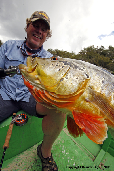Flyfisherman with peacock bass