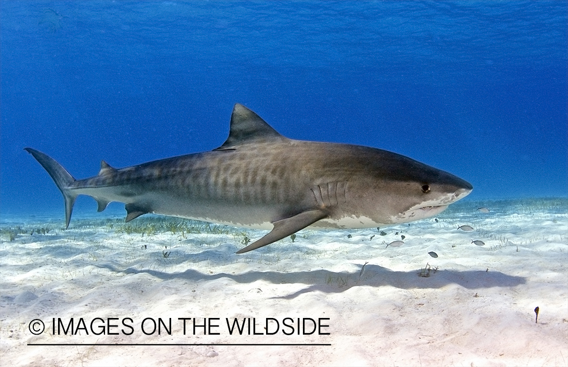 Tiger shark in habitat.