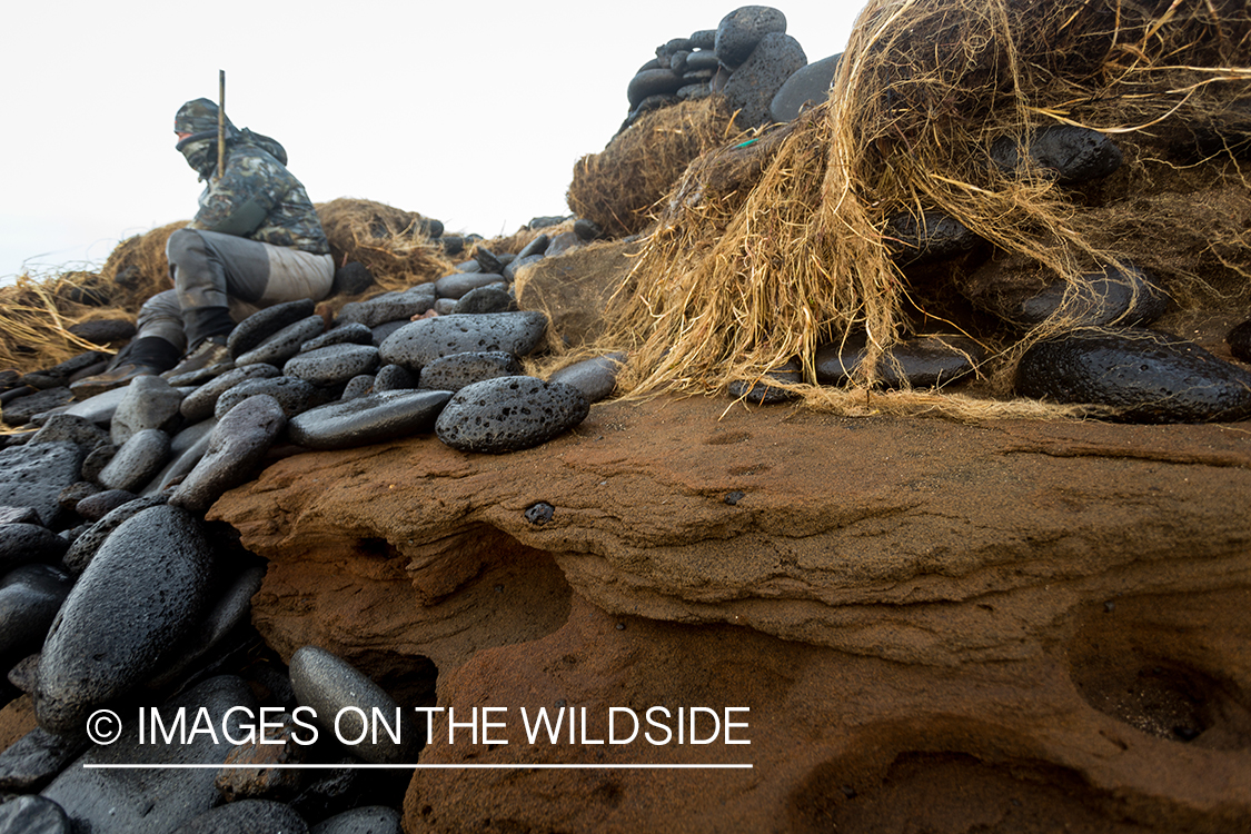 King Eider and Long-tailed duck hunting in Alaska, hunter looking for ducks.