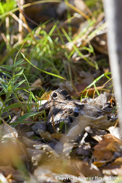 Woodcock in hiding in woods.