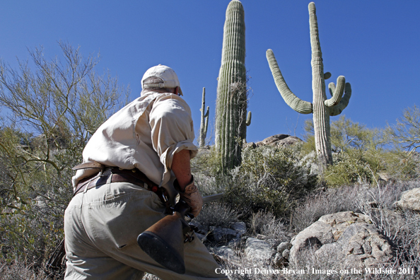 Upland game bird hunter hunting desert quail in Arizona.