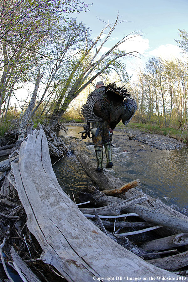 Turkey hunter in field with bagged turkey.