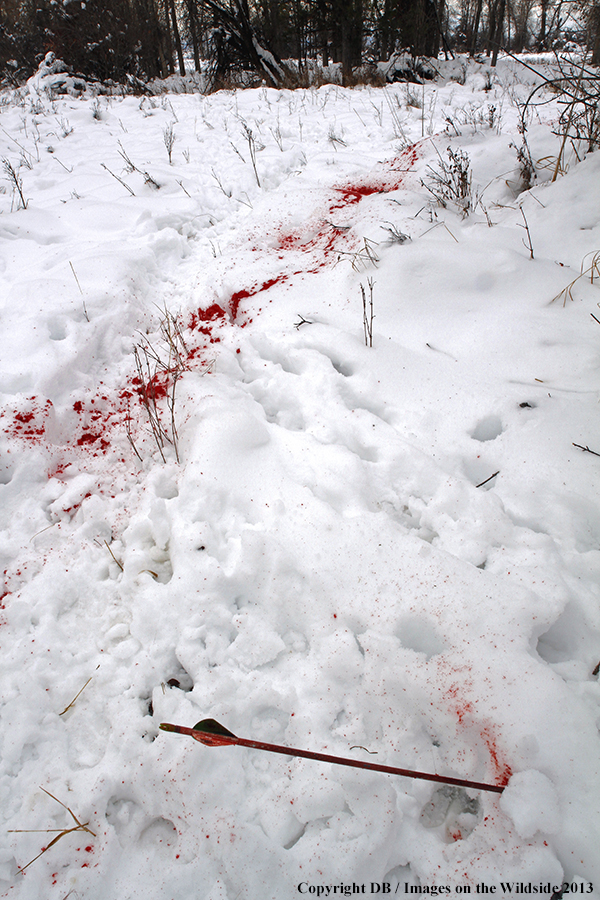 Blood trail from arrowed deer.