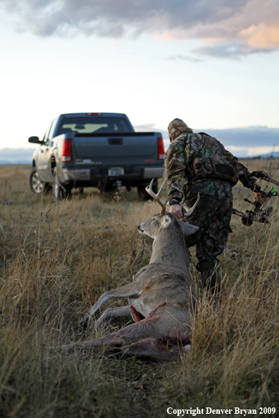 Bowhunter dragging bagged whitetail deer.