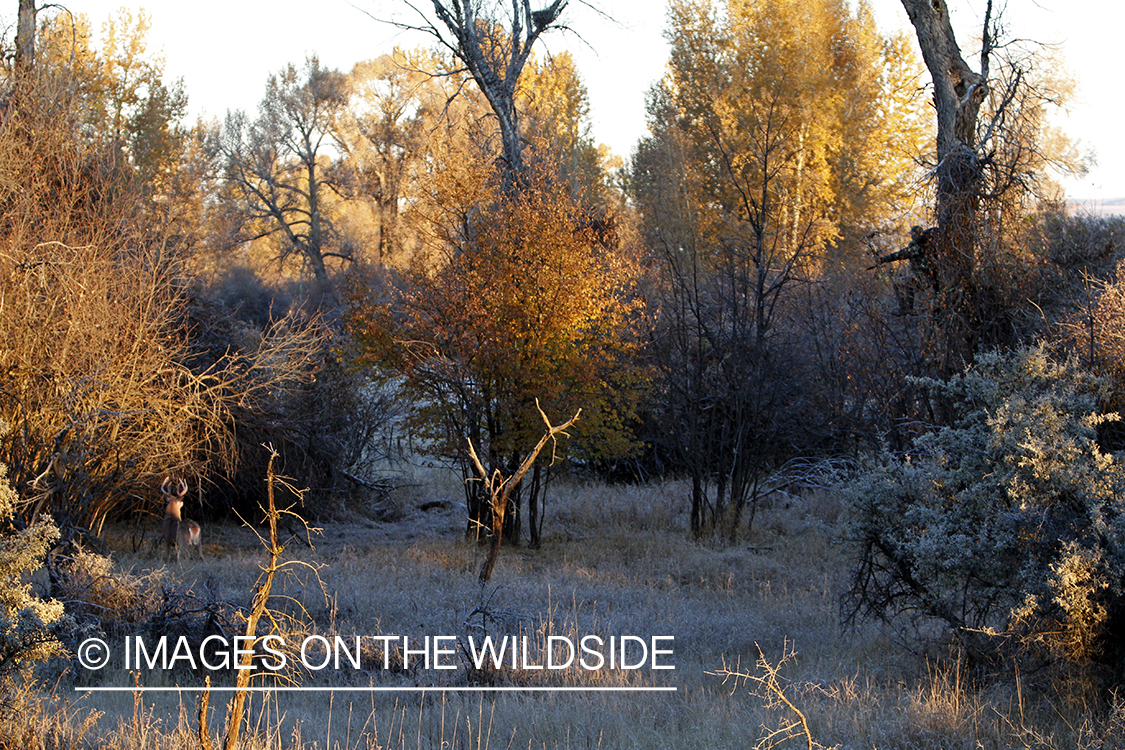 Bowhunter taking aim at White-tailed buck in field.
