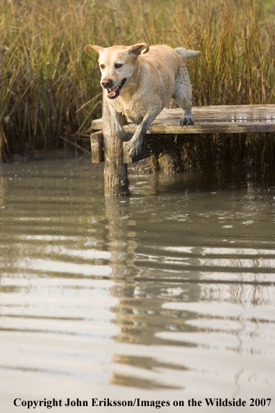 Yellow Labrador Retriever