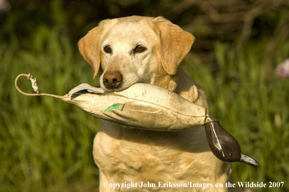 Yellow Labrador Retriever