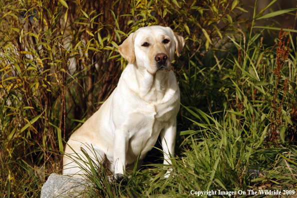 Yellow Labrador Retriever