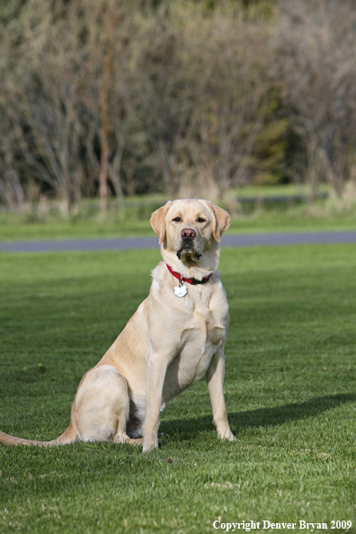 Yellow Labrador Retriever in yard