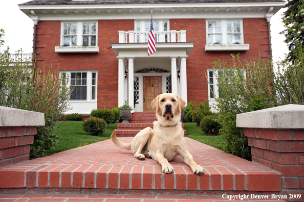 Yellow Labrador Retriever in front of house