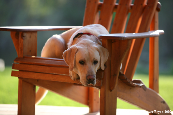 Yellow Labrador Retriever in chair