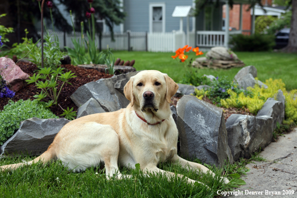 Yellow Labrador Retriever by flowers