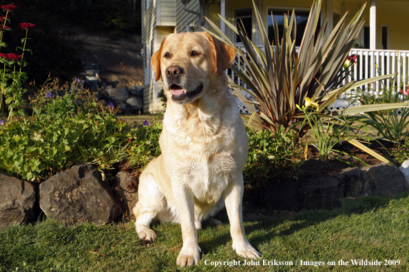 Yellow Labrador Retriever in yard