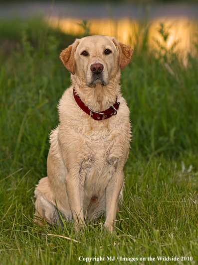 Yellow Labrador Retriever