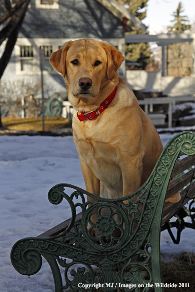 Yellow Labrador Retriever 