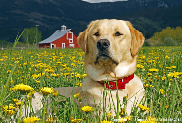 Yellow Labrador Retriever.