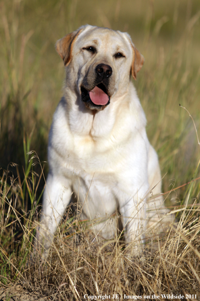 Yellow Labrador Retriever.