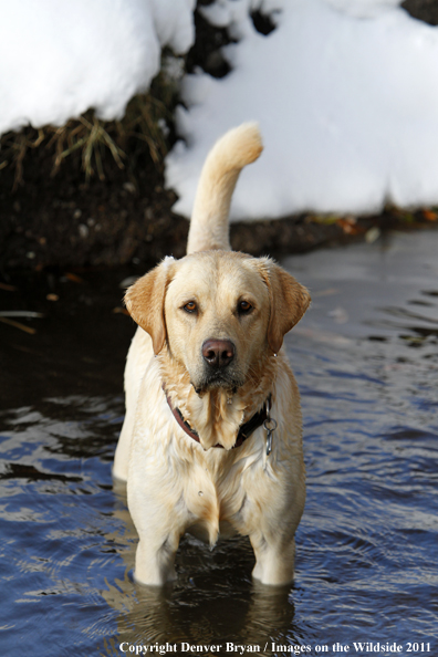 Yellow Labrador Retriever in water. 