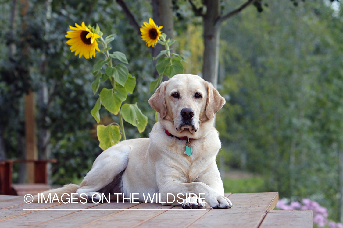 Yellow Labrador Retriever infront of sunflowers.