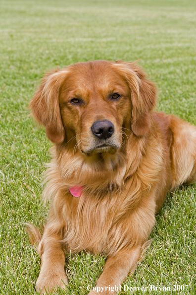 Golden Retriever 