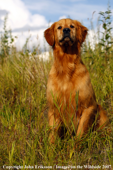 Golden Retriever 