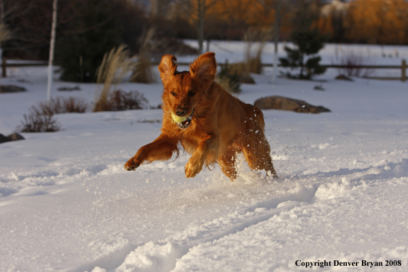 Golden Retriever in the winter