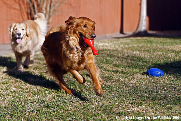 Golden Retrievers Playing