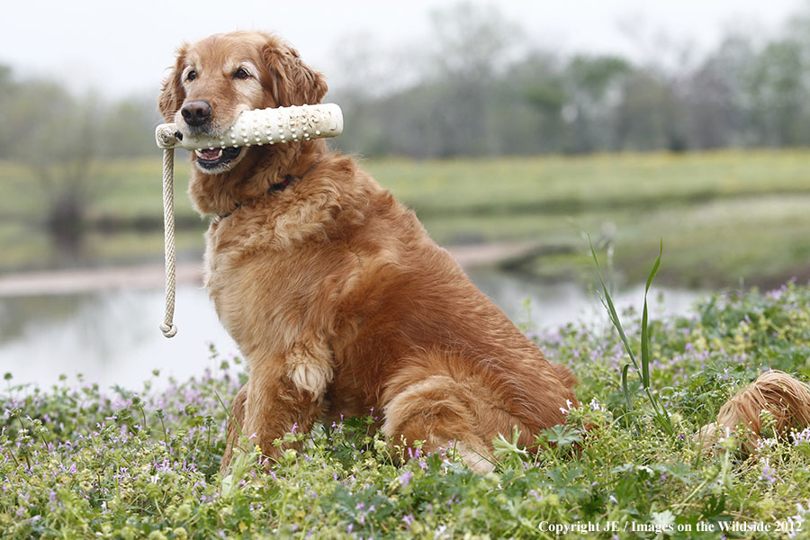 Golden Retriever with toy.