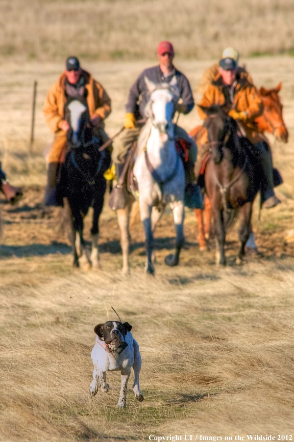 English pointer running ahead of horsemen. 
