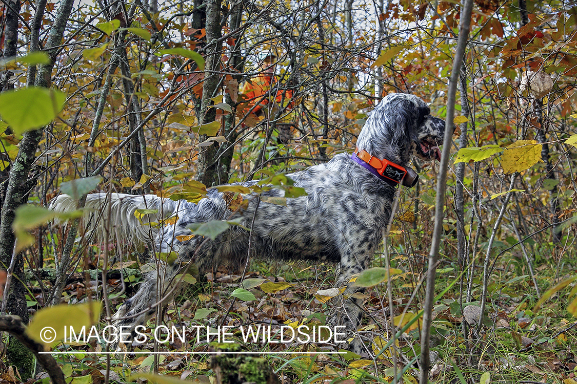 English Setter in woodland.